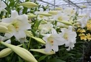 Lilium LF White Heaven