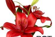 Lilium LA Hardrock