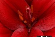 Lilium LA Hardrock