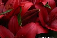 Lilium LA Hardrock