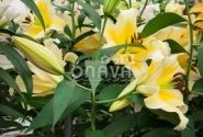 Lilium OT Conca d'Or