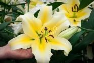 Lilium OT Conca d'Or