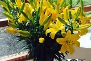Lilium LA Hinault