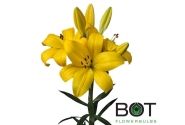 Lilium LA Hinault