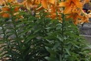 Lilium OT Orange Space