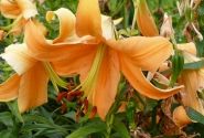 Lilium OT Orange Space