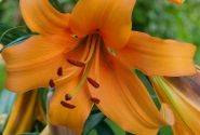 Lilium OT Orange Space