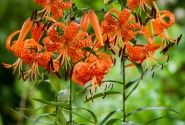 Lilium tigrinum (lancifolium)