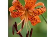 Lilium tigrinum (lancifolium)