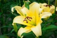 Lilium OT Yelloween