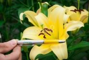 Lilium OT Yelloween