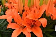 Lilium AZ (podu) Orange Matrix