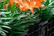 Lilium AZ (podu) Orange Matrix