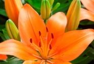 Lilium AZ (podu) Orange Matrix