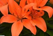 Lilium AZ (podu) Orange Matrix