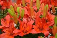 Lilium AZ (podu) Matrix