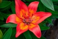 Lilium AZ (podu) Matrix
