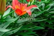 Lilium AZ (podu) Matrix