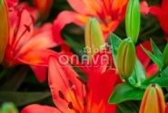 Lilium AZ (podu) Matrix