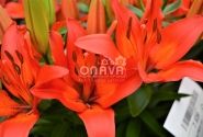 Lilium AZ (podu) Matrix