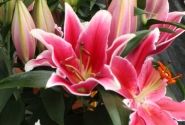Lilium OR (podu) Starlight Express