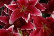 Lilium OR (podu) Starlight Express
