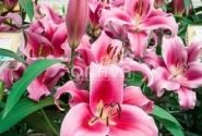 Lilium OT Dalian