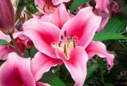 Lilium OT Dalian