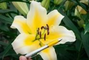 Lilium OT Manissa
