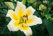 Lilium OT Manissa
