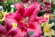 Lilium OT Palazzo