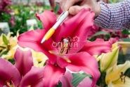 Lilium OT Palazzo