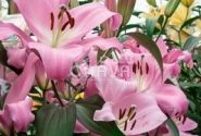 Lilium OT Tabledance