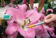 Lilium OT Tabledance