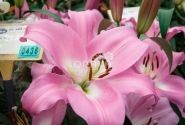 Lilium OT Tabledance