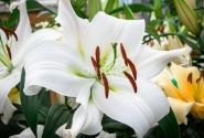 Lilium OT Zambesi