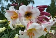 Lilium regale