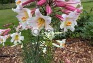 Lilium regale