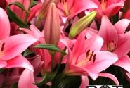 Lilium LA Boardwalk
