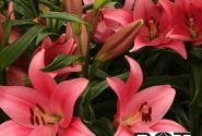 Lilium LA Boardwalk