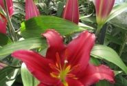 Lilium OR Bacardi