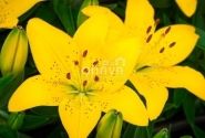 Lilium AZ (podu) Golden Matrix