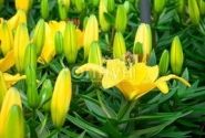 Lilium AZ (podu) Golden Matrix
