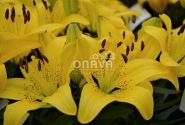 Lilium AZ (podu) Golden Matrix