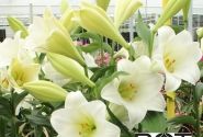 Lilium LF Watch Up