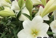 Lilium LF Watch Up
