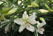 Lilium OR Crystal Blanca