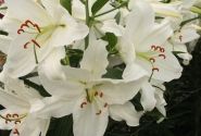 Lilium OR Crystal Blanca