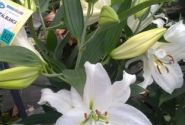 Lilium OR Crystal Blanca