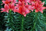 Lilium AZ (podu) Happy Heart